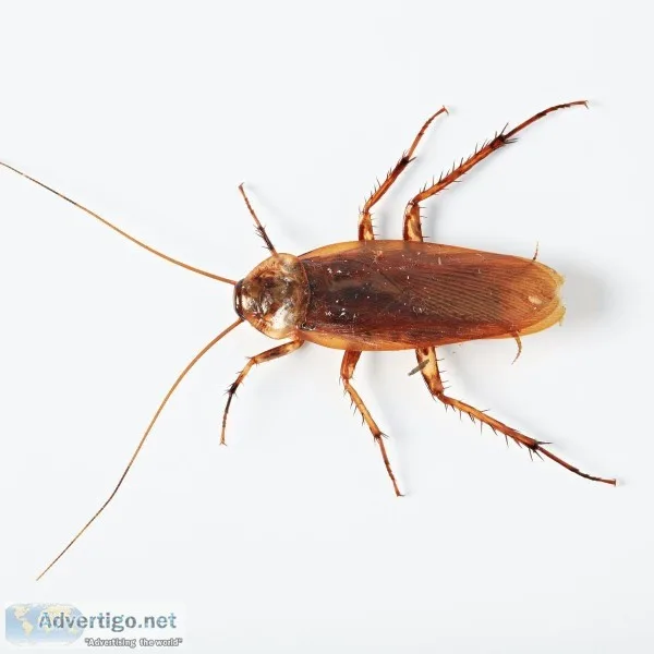 Best Cockroach Gel