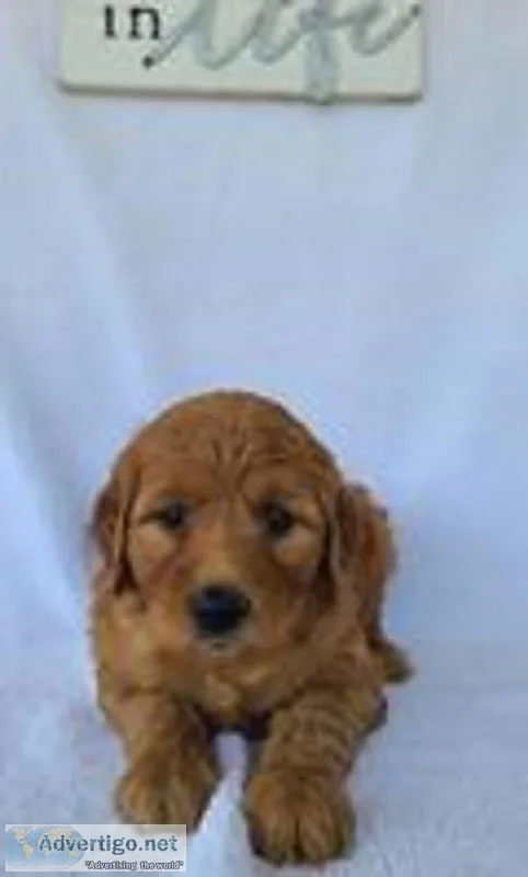 Ginger Female Mini Goldendoodle
