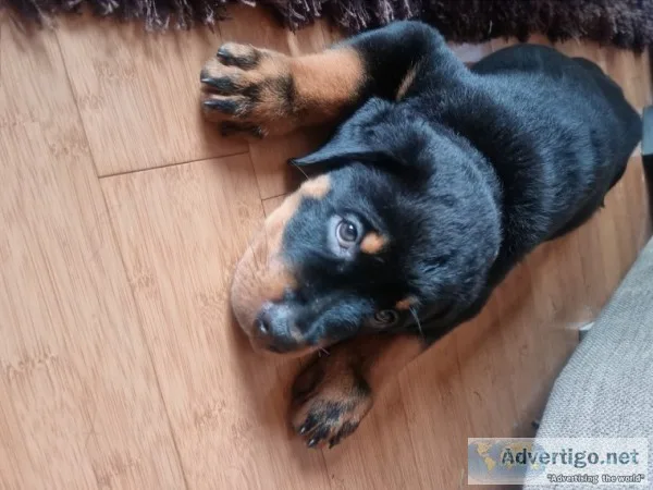 Akc rottweiler pup