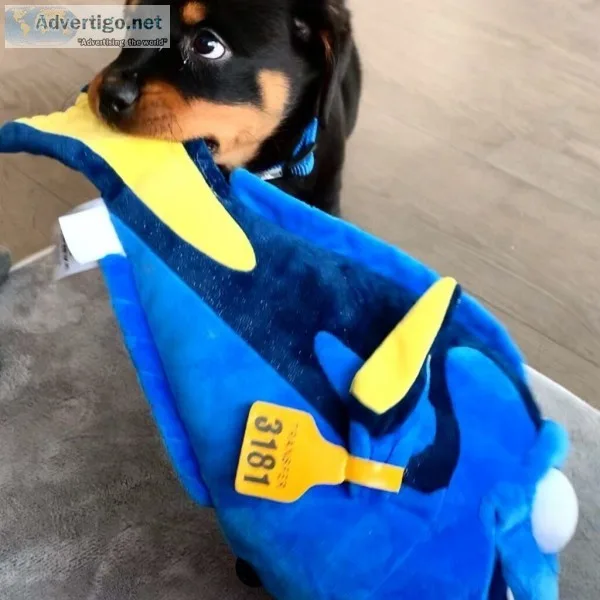German rottweiler mankind close home puppies