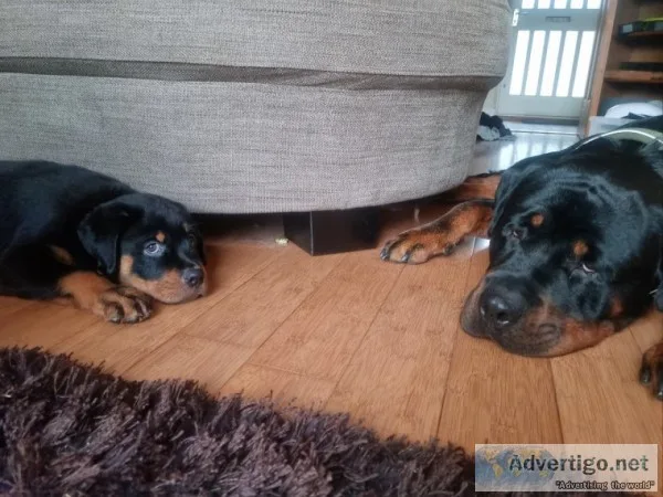 Akc rottweiler pup