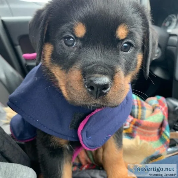 German rottweiler mankind close home puppies