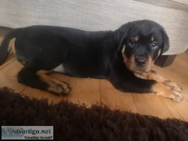 Akc rottweiler pup