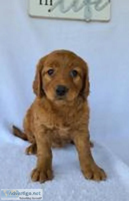 Dakota Male Mini Goldendoodle