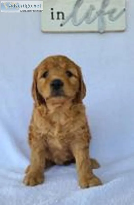 Minnie Female Mini Goldendoodle