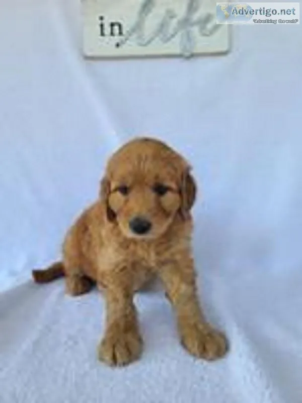 Mickey Male Mini Goldendoodle