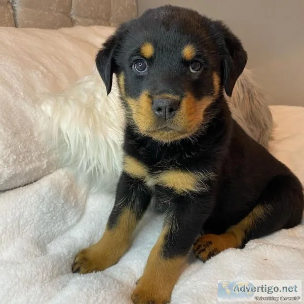 German rottweiler mankind close home puppies