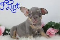 Flint Male AKC French Bulldog