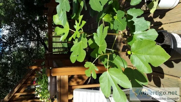 Fig Trees For sale