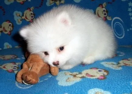 STUNNING POMERANIANS
