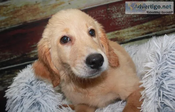 AKC Golden Retrievers