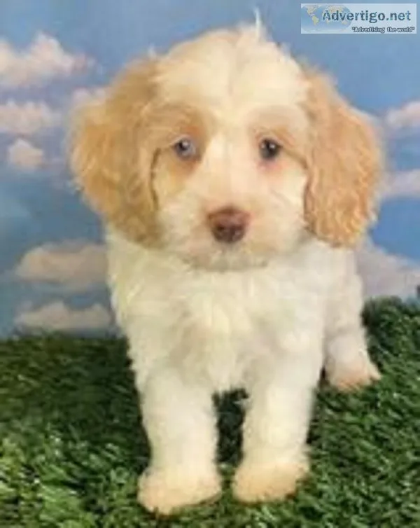 Tucker Male Cockapoo