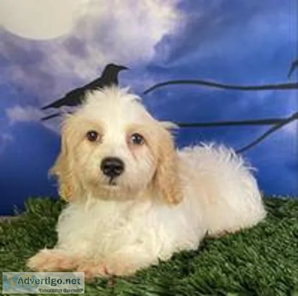Phoenix Male Cavachon 1250