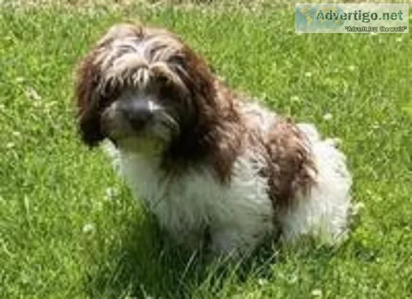 Arrow Male Cockapoo