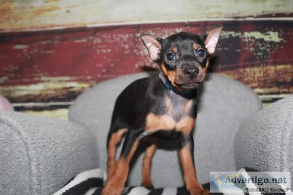 Min Pin Puppies