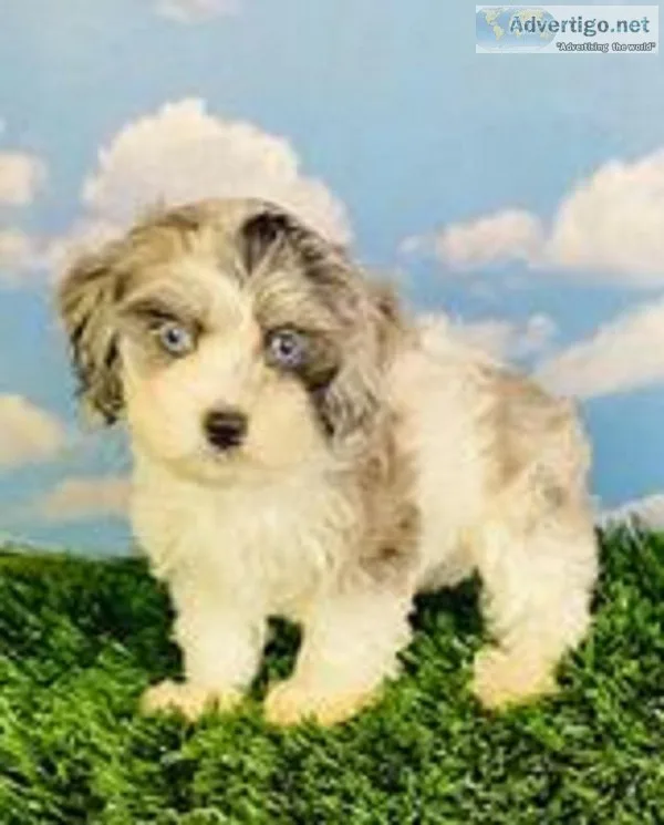 Sadie Female Cockapoo