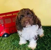 Troy Male Cockapoo