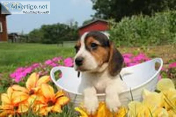 Max Male Beagle
