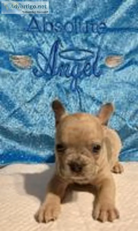 Neo Male Frenchton
