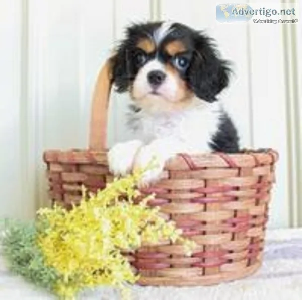 Leo Male AKC Cavalier King Charles
