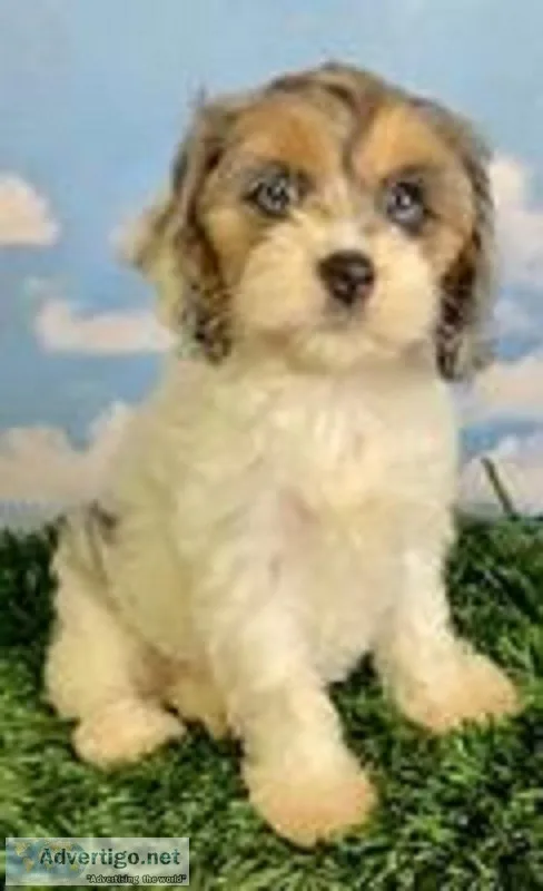 Jesse Female Cockapoo