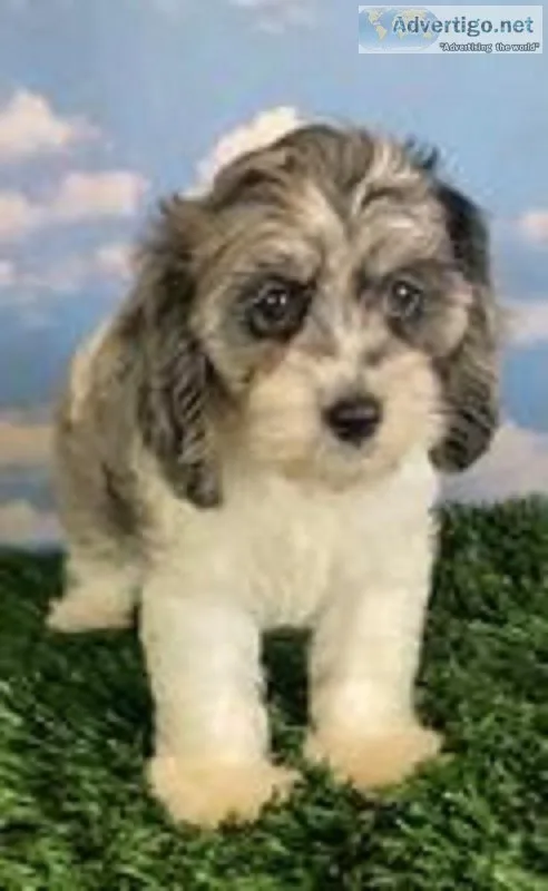 Fideo Male Cockapoo