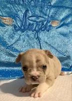 Ella Female Frenchton