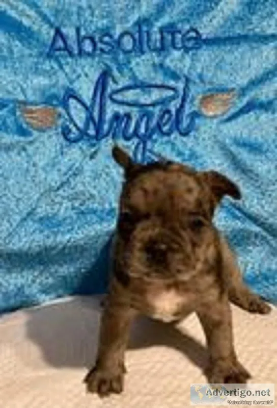 Luna Female Frenchton