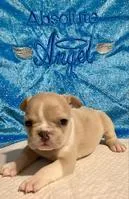 Orion Male Frenchton