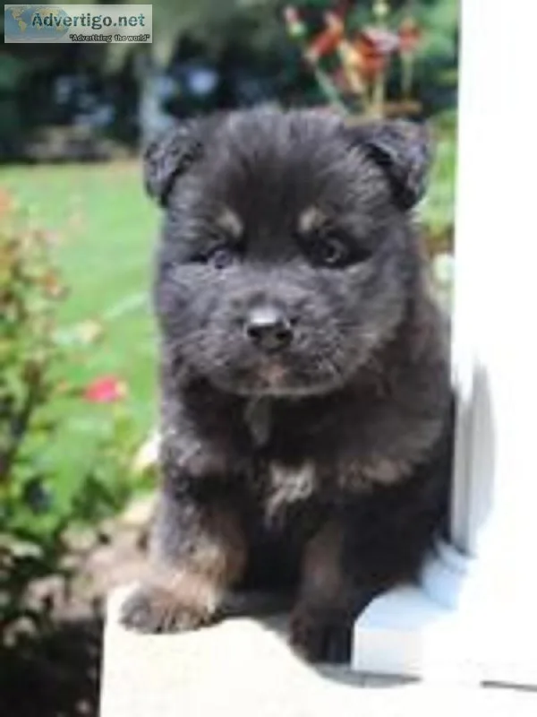 Freddy Male AKC German Shepherd