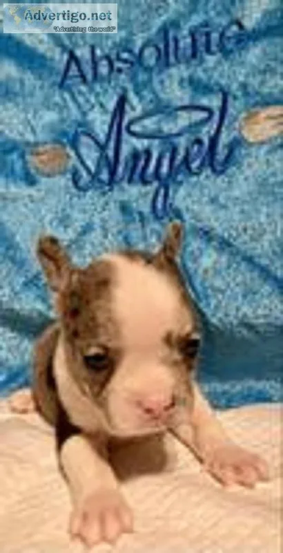 Nova Female Frenchton