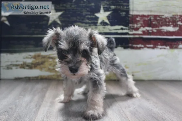 Miniature Schnauzers