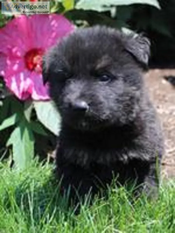 Frankie Male AKC German Shepherd