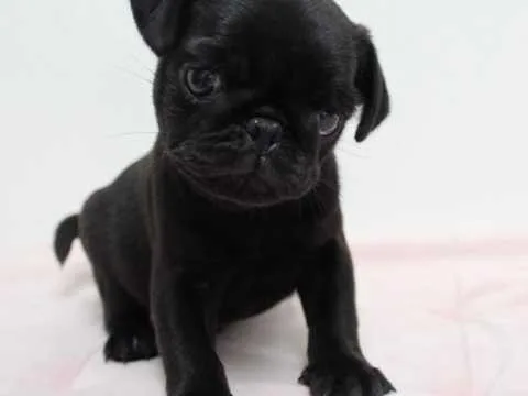 QualityAKc Registered Black Male