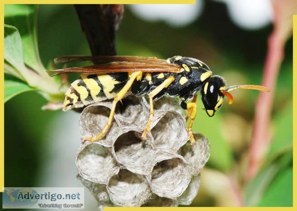 Wasp Pest Control in Atlanta