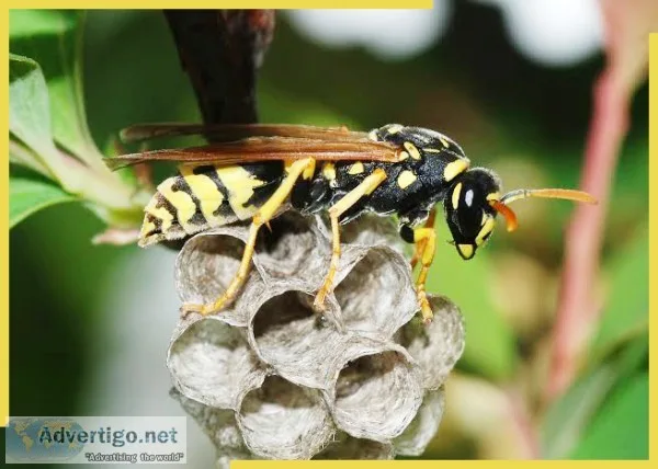 Wasp Pest Control in Atlanta