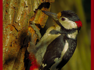 Woodpecker Control in Atlanta