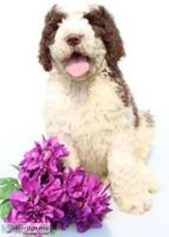 Fiona Female Newfypoo
