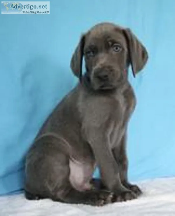 Norton Male AKC Weimaraner