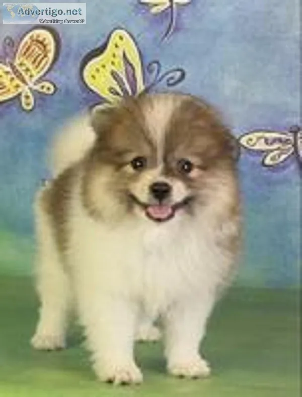 Jasper Male Pomeranian