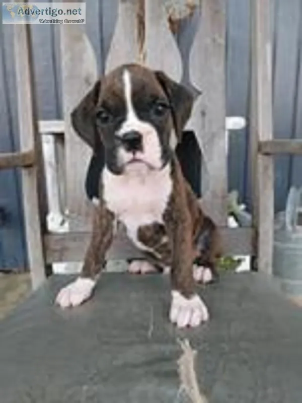 Leo Male AKC Boxer