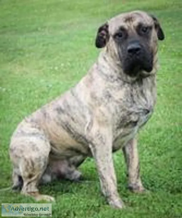 Duke Male Presa Canario