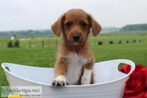 Abner Male Toy Fox Terrier Mix