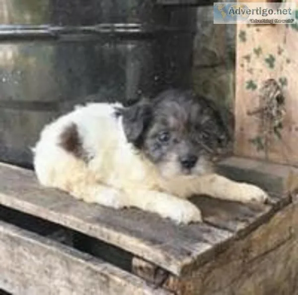 Trixie Female Shihpoo