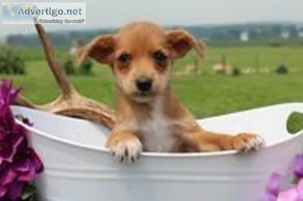 Anna Female Toy Fox Terrier Mix