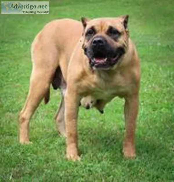 Chloe Female Presa Canario