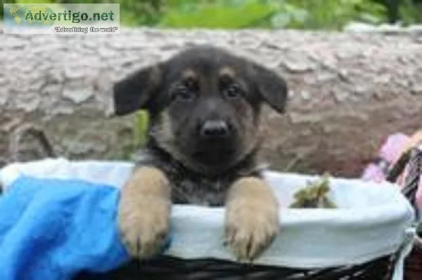 Jamie Male AKC German Shepherd