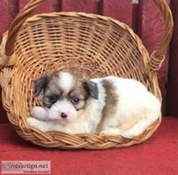 Trouble Male Shihpoo