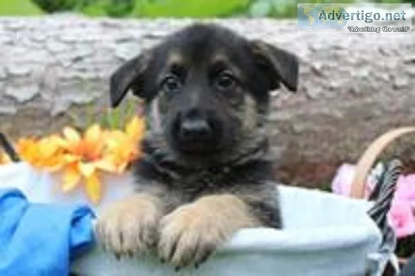 Jaden Male AKC German Shepherd