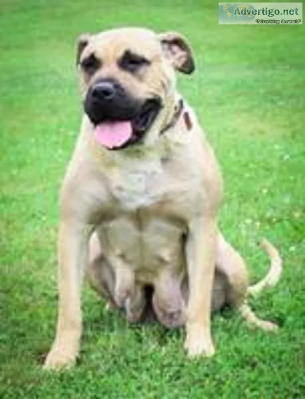 Mell Female Presa Canario